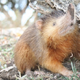 Illustration for article titled This Cute Little Guy Desperately Wants To Poison You
